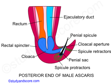 Ascaris posterior end of male, Ascaris male reproductive system, Ascaris reproductive system, Penial spicules, Mature males, Testi, Vas deferens, Seminal vesicles, Ejaculatory duct